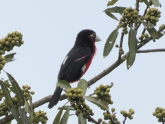 Lybius bidentatus
