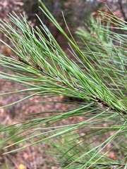 Pinus echinata