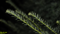 Taxus cuspidata