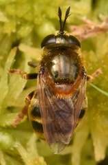Microdon myrmicae