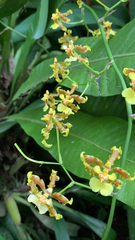 Oncidium sphacelatum