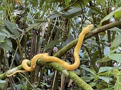 Bothriechis schlegelii