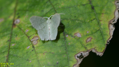 Idiochlora ussuriaria