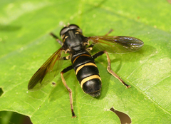 Temnostoma bombylans