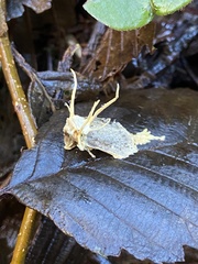 Akanthomyces