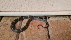 Leptodeira nigrofasciata