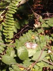 Chiomara georgina georgina