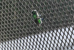 Euglossa