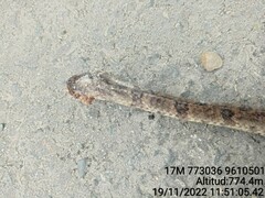 Atractus major