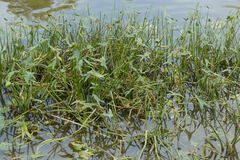 Sagittaria sagittifolia