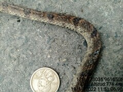 Atractus major