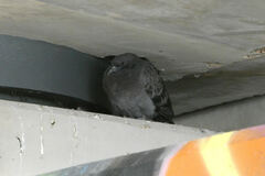 Columba livia domestica