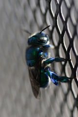 Euglossa