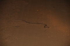 Bothrops moojeni
