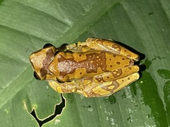 Dendropsophus ebraccatus
