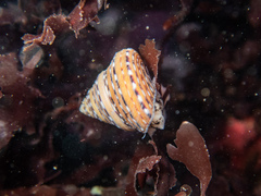 Calliostoma tricolor