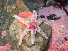 Leptasterias hexactis