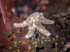 Leptasterias hexactis