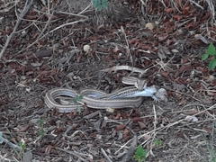 Philodryas psammophidea