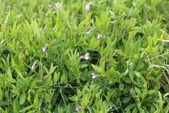 Vicia bithynica