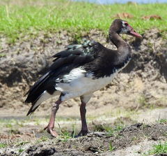 Plectropterus gambensis