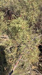 Vachellia constricta