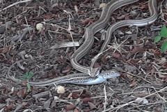 Philodryas psammophidea