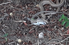 Philodryas psammophidea