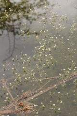 Ranunculus trichophyllus