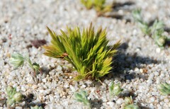 Festuca octoflora octoflora