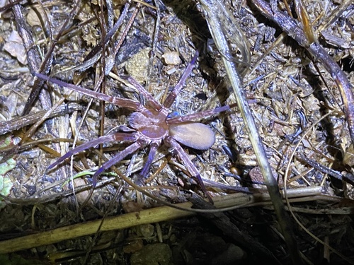 iNaturalist observation photo of Rocky Canyon Spiders