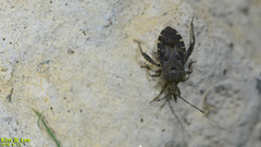 Acanthocoris sordidus