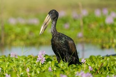 Anastomus lamelligerus