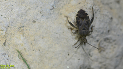 Acanthocoris sordidus