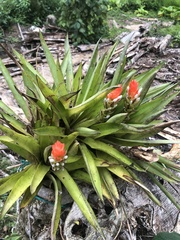 Guzmania monostachia