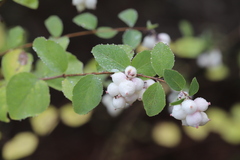 Symphoricarpos