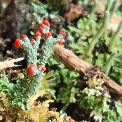 Cladonia didyma
