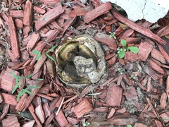 Scleroderma polyrhizum