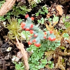 Cladonia didyma