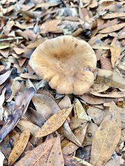Lactifluus hygrophoroides