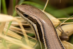 Aspronema dorsivittatum