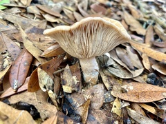 Lactifluus hygrophoroides