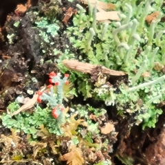 Cladonia didyma