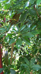 Schefflera arboricola image