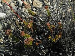 Crassula undulata