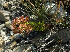 Crassula undulata