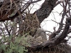 Bubo africanus