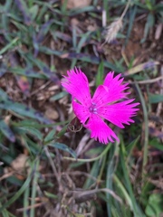Dianthus seguieri