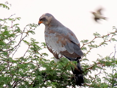 Melierax canorus argentior