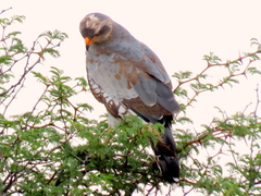 Melierax canorus argentior